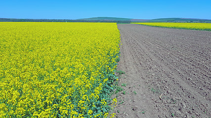 Image showing Ground field between rapeseed fields