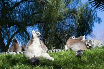 Image showing Family of lemurs sunbathing on the grass. The ring tailed lemur, Lemur catta, is a large strepsirrhine primate and the most recognized lemur due to its long, black and white ringed tail