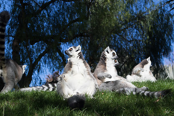 Image showing Family of lemurs sunbathing on the grass. The ring tailed lemur, Lemur catta, is a large strepsirrhine primate and the most recognized lemur due to its long, black and white ringed tail