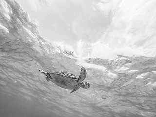 Image showing Sea turtle swimming freely in the blue ocean.