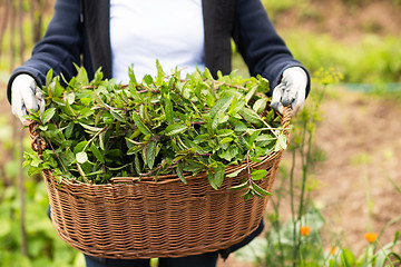 Image showing gardening wooden basket with herbs