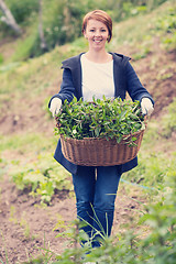 Image showing woman gardening