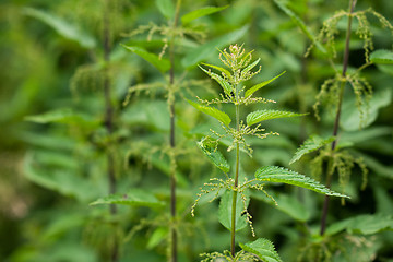 Image showing nettle natural background