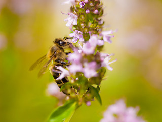Image showing close up Bee looking for nectar