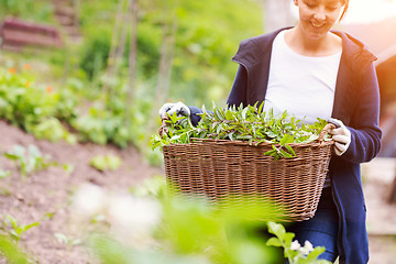 Image showing woman gardening