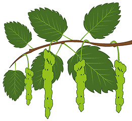 Image showing Vector illustration of the green branch birch with bud