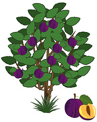 Image showing Vector illustration tree with ripe fruit plum