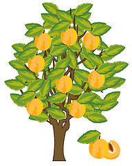 Image showing Vector illustration tree with fruit yellow ripe discharges