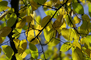 Image showing Leaves in fall