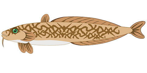 Image showing Fish burbot on white background is insulated
