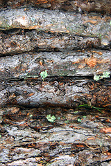 Image showing Leafy firewood from branches tree background.Firewood of the larch