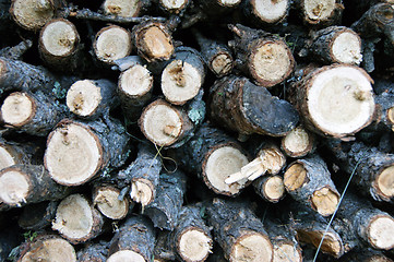 Image showing Built firewood from branches tree larch background