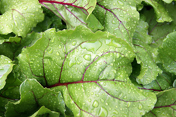 Image showing Background of the sheet of the vegetable beet
