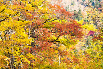 Image showing Forest in Autumn
