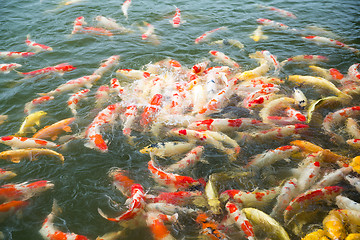 Image showing Koi fish in pond