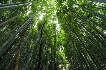 Image showing Bamboo jungle 