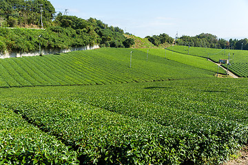 Image showing Fresh Green tea farm