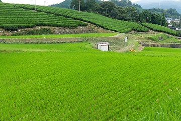 Image showing Rice field and tea farm