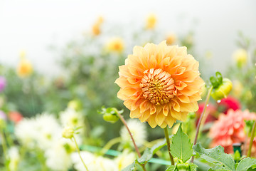 Image showing Beautiful Chrysanthemums garden