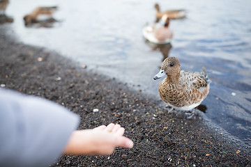 Image showing Woman feeding duck