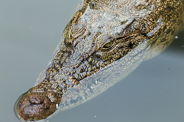 Image showing Top view of crocodile swimming