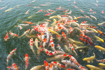Image showing Feeding Koi fish in the pond