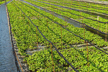 Image showing Wasabi farm