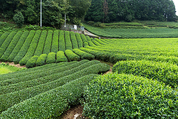 Image showing Green tea farm