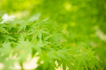 Image showing Bright green maple leaves