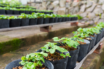 Image showing Young Plants in Greenhouse