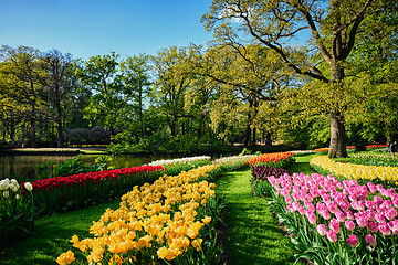 Image showing Blooming tulips flowerbeds in Keukenhof flower garden, Netherlan