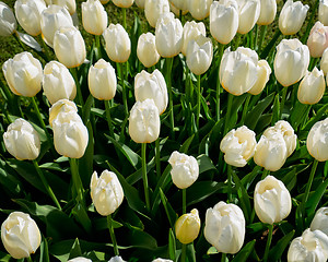 Image showing Blooming tulips flowerbed in Keukenhof flower garden, Netherland