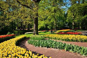 Image showing Blooming tulips flowerbeds in Keukenhof flower garden, Netherlan