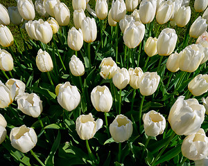 Image showing Blooming tulips flowerbed in Keukenhof flower garden, Netherland