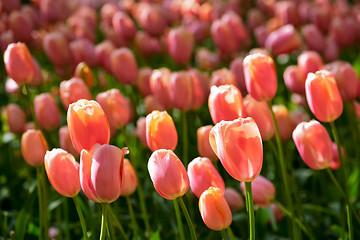 Image showing Blooming tulips flowerbed in Keukenhof flower garden, Netherland