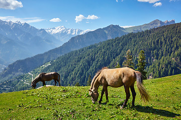 Image showing Horses in mountains. Himachal Pradesh, India