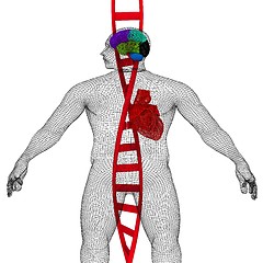 Image showing 3D medical background with DNA strands and wire human body model