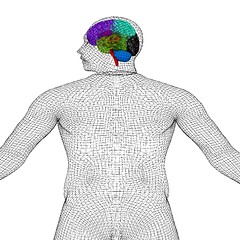Image showing Wire human model with brain. 3d render