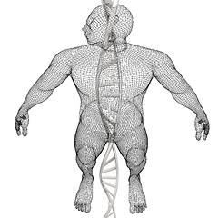 Image showing 3D medical background with DNA strands and human. 3d render