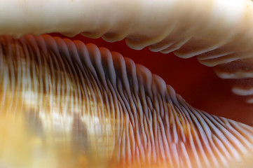 Image showing Shell