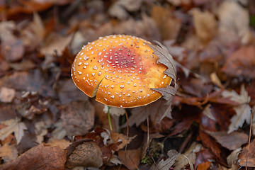 Image showing Red poisonous mushrooms in the autumn forest