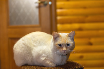 Image showing Cat resting indoors on chair