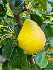 Image showing Yellow pear fruit on a tree