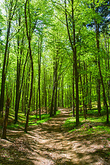 Image showing Forest landscape