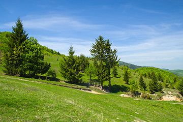 Image showing Young green foliage, rural landscape