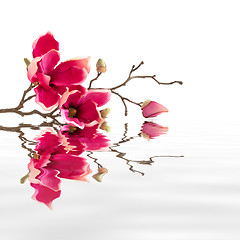 Image showing some red magnolia flowers water reflections