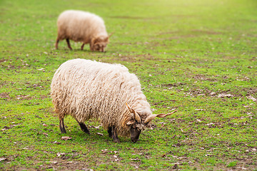 Image showing sheep eating grass