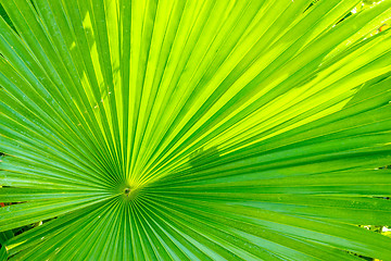 Image showing green palm leaf background
