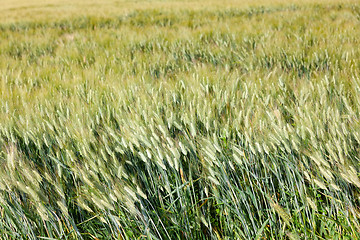 Image showing typical wheat field background