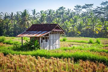 Image showing hut in a rice field in Bali Indonesia